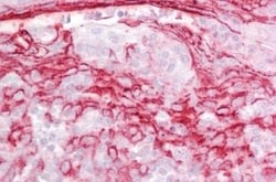 IGFBP-rp1/IGFBP-7 Antibody, Novus Biologicals 0.1mg; Unlabeled:Antibodies,